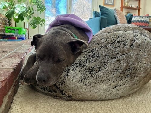 Photo of Cutie, adoptable senior Blue Lacy in Derwood, Maryland