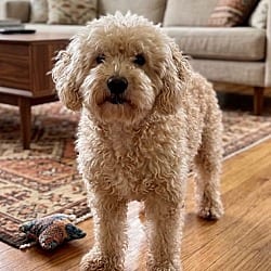 Photo of Mac, adoptable senior Poodle (Standard) in Pittsfield, Illinois
