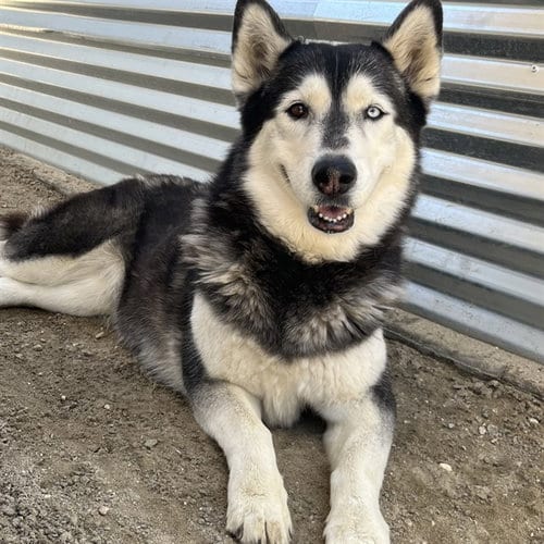 Photo of Bellita, adoptable senior Husky in Thousand Palms, California