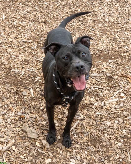 Photo of Jekyll, adoptable senior dog in Chamblee, Georgia
