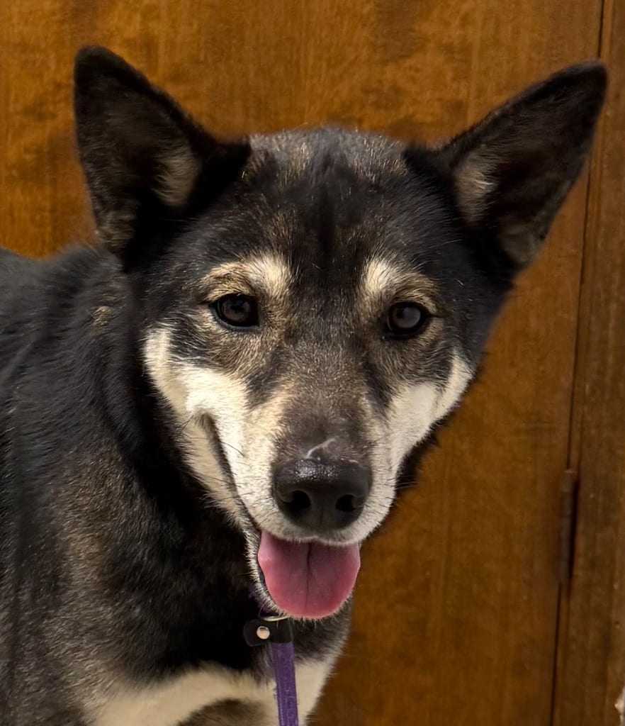 Photo of Cassidy, adoptable senior Husky in Crossville, Tennessee