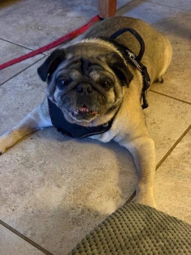 Photo of Skipper, adoptable senior Pug in Grapevine, Texas