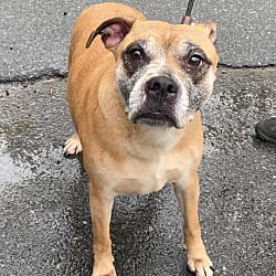 Photo of Becall, adoptable senior Pit Bull Terrier in Carmel, New York