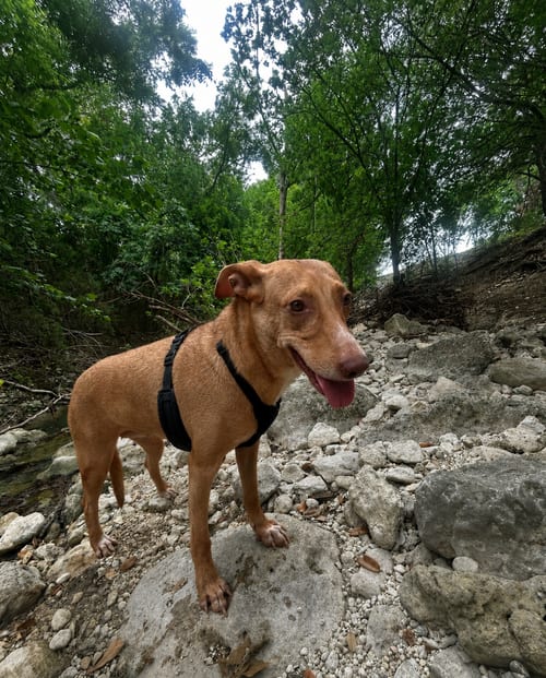 Photo of Athena, adoptable senior Vizsla in Pipe Creek, Texas