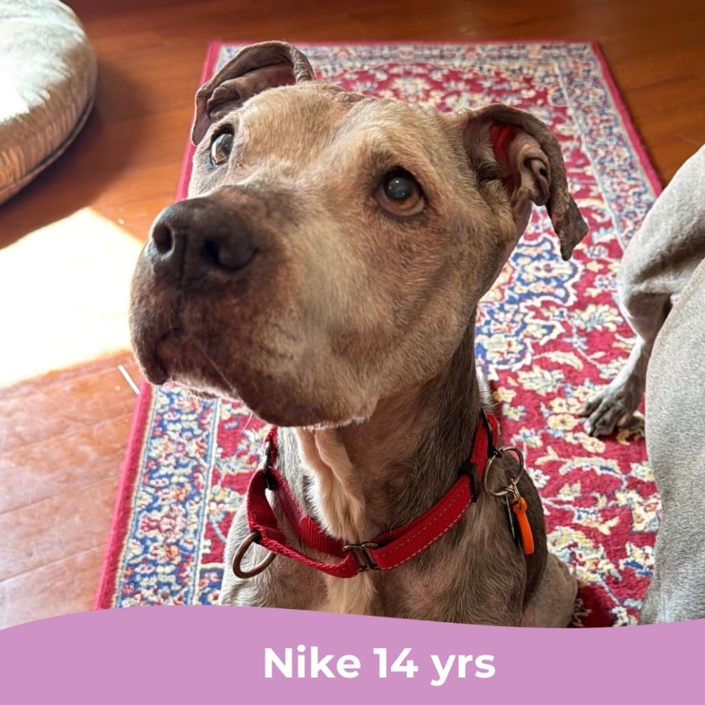 Photo of Nike, adoptable senior Mixed Breed (Large) in Maryland, Maryland