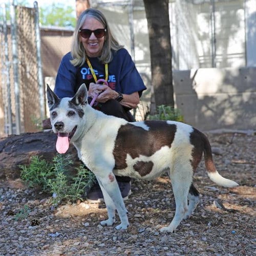 Photo of Lucky, adoptable senior Australian Cattle Dog/Blue Heeler in Albuquerque, New Mexico