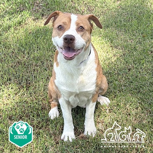 Photo of Honey, adoptable senior Pit Bull Terrier in Irvine, California