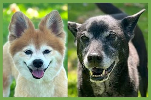 Photo of Eevee and Ellie, adoptable senior Pomeranian in Amherst, Massachusetts