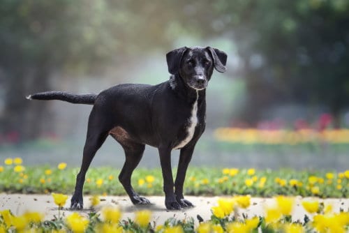 Photo of Melanie, adoptable senior Labrador Retriever in Boston, Kentucky