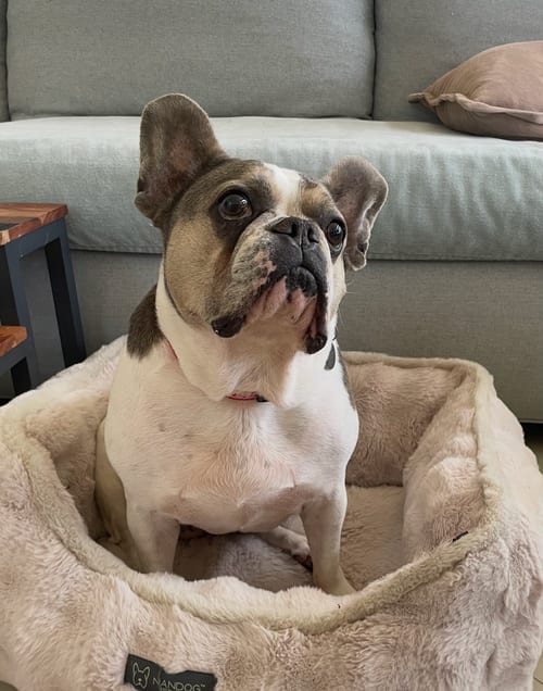 Photo of Skylar, adoptable senior French Bulldog in Weston, Florida