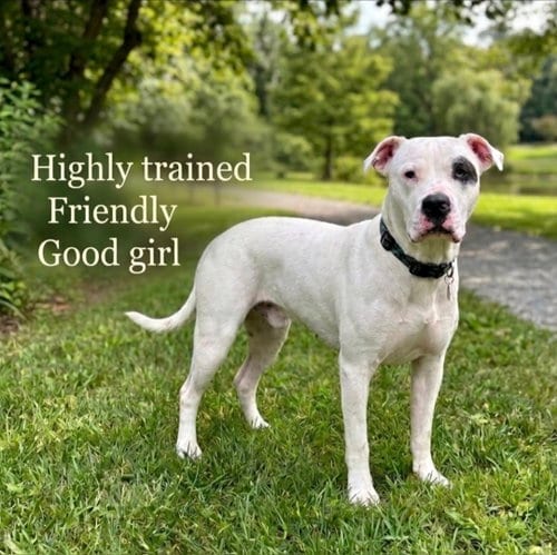 Photo of Mila Luna, adoptable senior American Bulldog in Roswell, Georgia