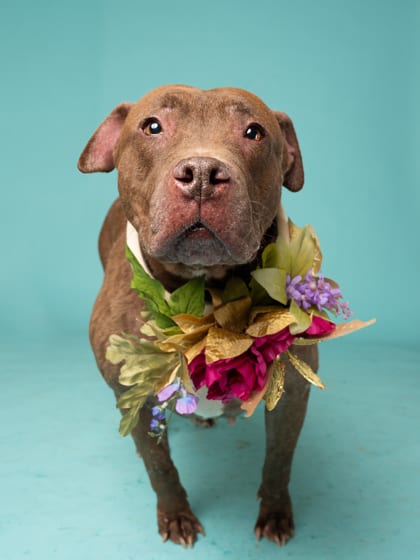 Photo of Chocolate Shake, adoptable senior dog in Atlanta, Georgia
