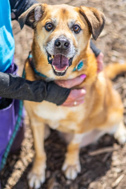 Photo of Steadham, adoptable senior dog in Chamblee, Georgia