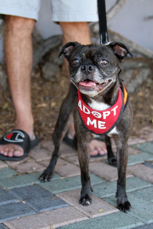 Photo of Luna, adoptable senior Boston Terrier in Mission Viejo, California