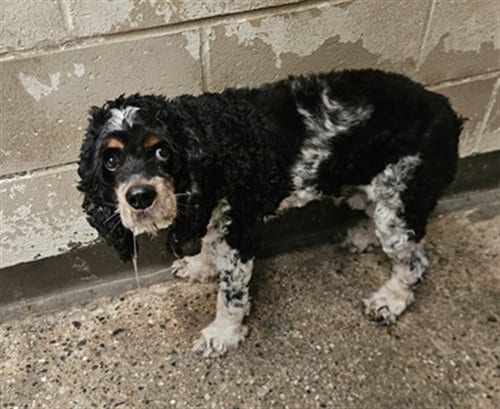 Photo of Oliver, adoptable senior Cocker Spaniel in Los Angeles, California