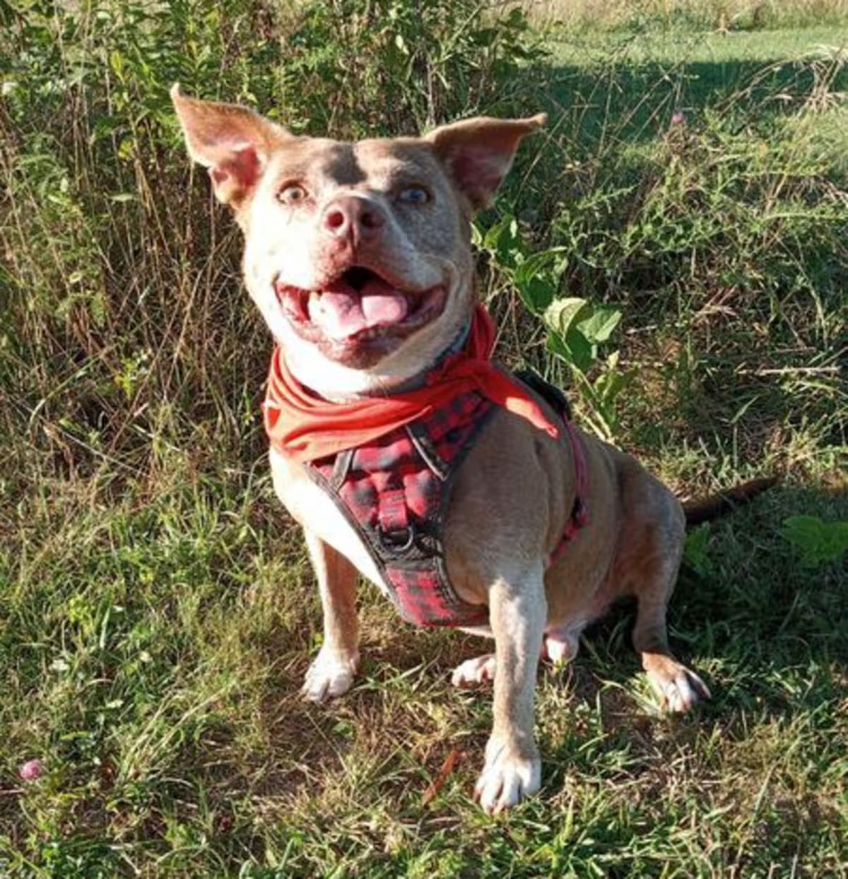 Photo of Bricks, adoptable senior Pit Bull Terrier/Dachshund in Waynesboro, Virginia