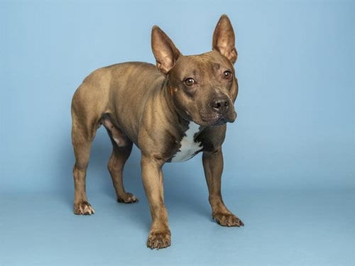 Photo of Shadow, adoptable senior Staffordshire Bull Terrier in Phoenix, Arizona