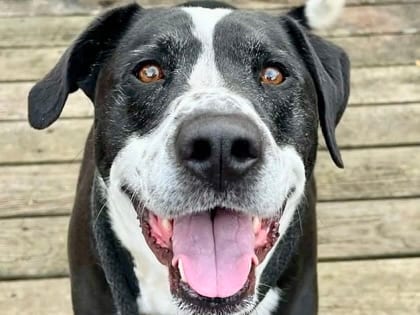 Photo of Shepard, adoptable senior dog in Georgetown, Texas