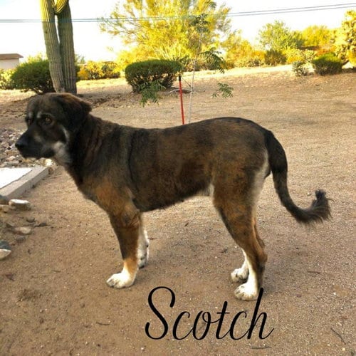 Photo of Scotch, adoptable senior Leonberger in Vail, Arizona