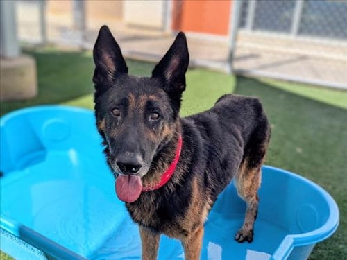 Photo of Silverspoon, adoptable senior German Shepherd Dog in San Pedro, California