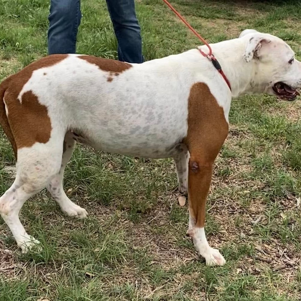 Photo of Hazel Grace, adoptable senior Terrier, Pit Bull / Unknown in Weatherford, Texas