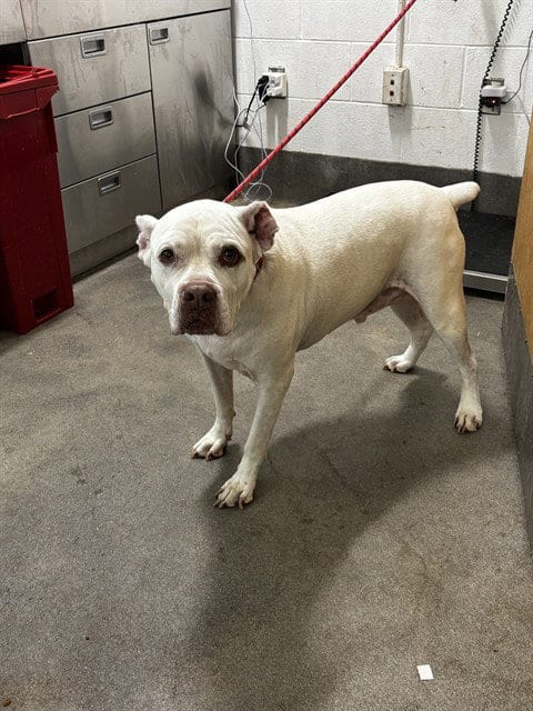 Photo of Buddy, adoptable senior Dogo Argentino in Forestville, Maryland
