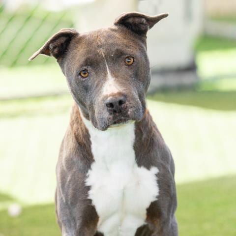 Photo of Odessa, adoptable senior American Pit Bull Terrier in Camarillo, California
