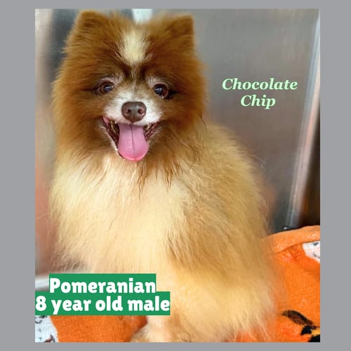 Photo of Chocolate Chip, adoptable senior Pomeranian in Gilberts, Illinois