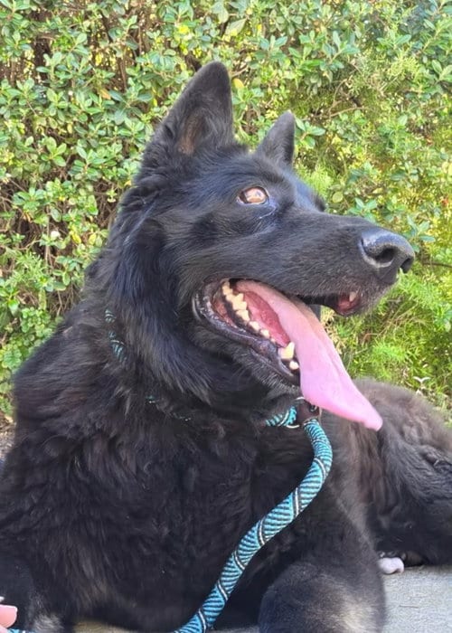 Photo of Bella, adoptable senior Shepherd in ROSEVILLE, California