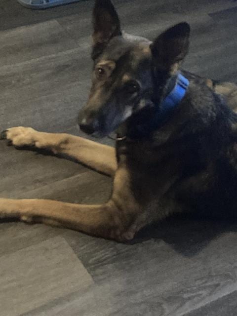 Photo of Nimoie, adoptable senior German Shepherd Dog in Dallas, Texas