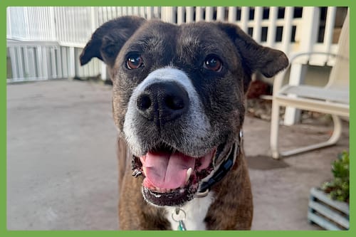 Photo of Baby, adoptable senior American Staffordshire Terrier in Amherst, Massachusetts