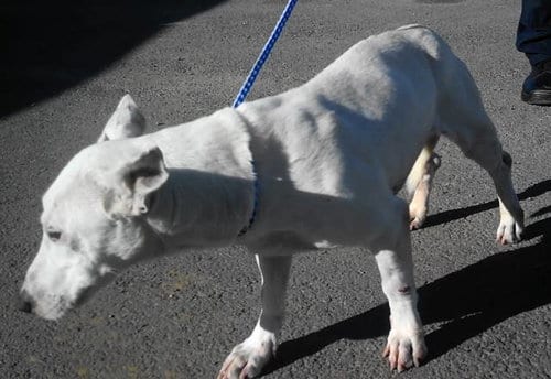 Axel, adoptable senior Bull Terrier in Frankston, TX