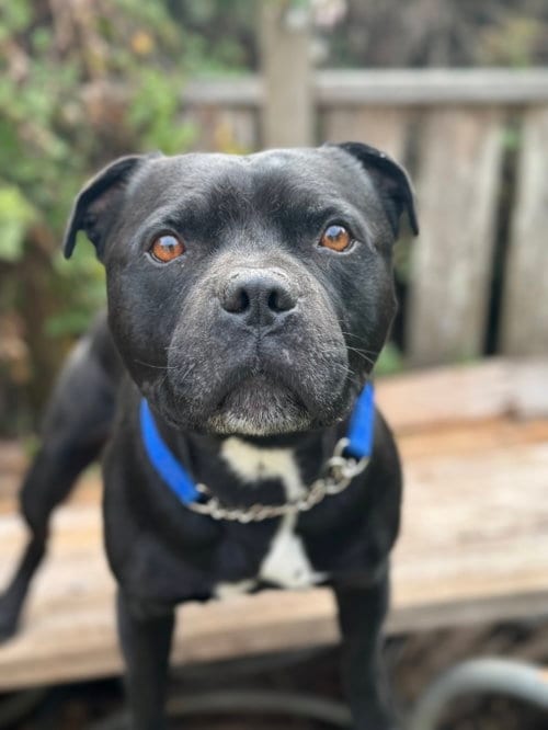 Photo of Beau, adoptable senior Staffordshire Bull Terrier in San Francisco, California