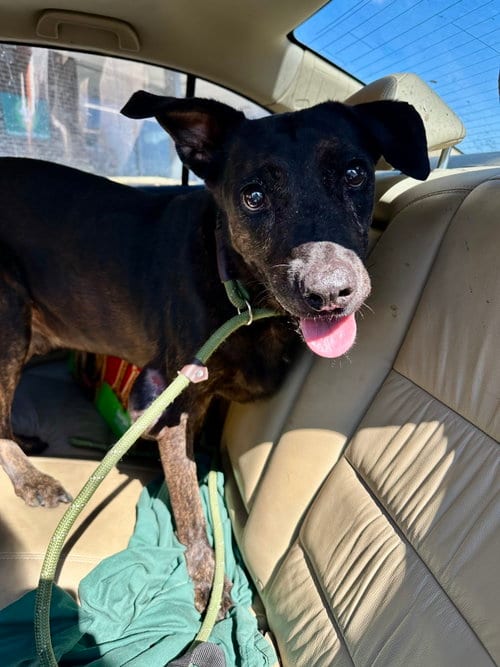 Ashton, adoptable senior Labrador Retriever in Jackson, MS