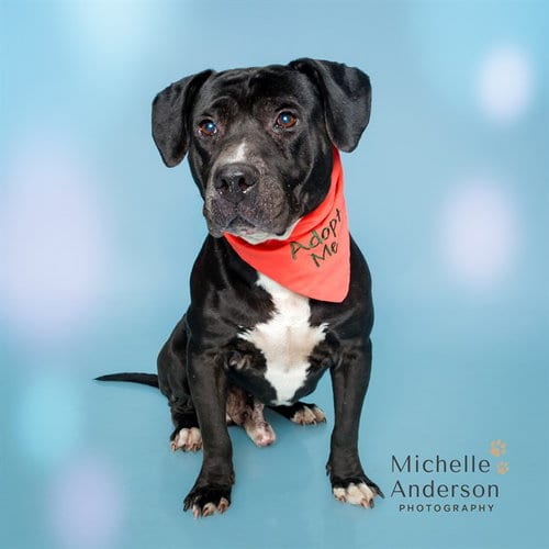 Photo of Roscoe, adoptable senior Pit Bull Terrier in Corona, California