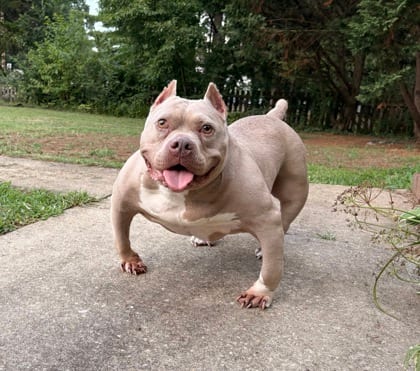 Photo of Bambi, adoptable senior Bulldog/Terrier, American Pit Bull in Annapolis, Maryland