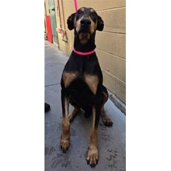Photo of Kendall, adoptable senior Doberman Pinscher in San Bernardino, California