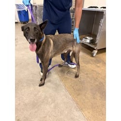 Photo of Caillou, adoptable senior Belgian Malinois in Jurupa Valley, California