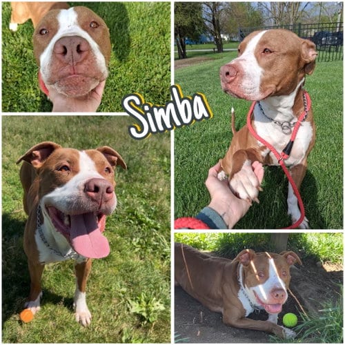 Photo of Simba, adoptable senior American Staffordshire Terrier in Pierceton, Indiana