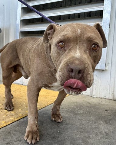Photo of Hugo, adoptable senior Pit Bull Terrier in Bakersfield, California