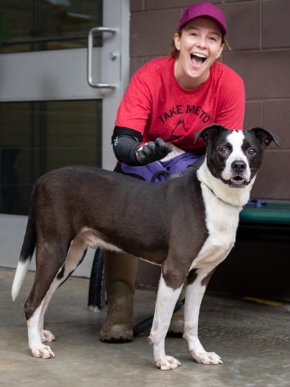 Photo of Gino, adoptable senior dog in Chamblee, Georgia