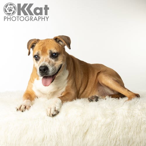 Photo of Daisy, adoptable senior Boxer in Crescent, Oklahoma