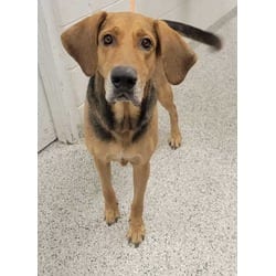 Photo of Leo, adoptable senior English (Redtick) Coonhound in Kansas City, Missouri