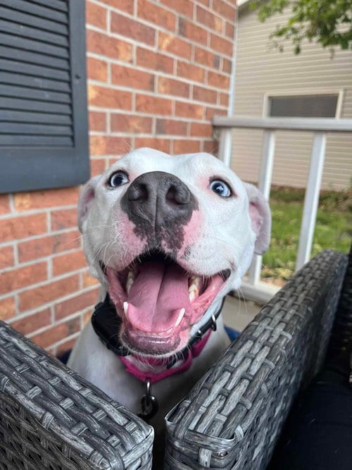 Luna Blue Eyes, adoptable senior American Staffordshire Terrier in Sheboygan, WI