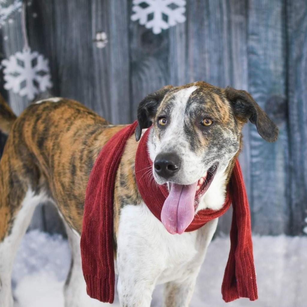 Photo of Stoney, adoptable senior Shepherd / Mixed Breed (Medium) in Weatherford, Texas
