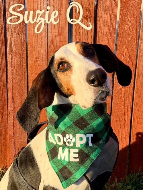 Photo of Suzie Q, adoptable senior Treeing Walker Coonhound in Sandy, Utah