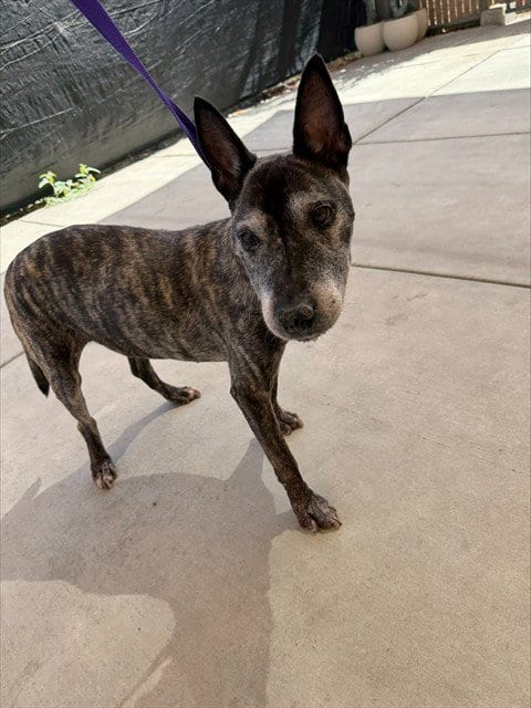 Photo of Angel, adoptable senior Bull Terrier in Bakersfield, California