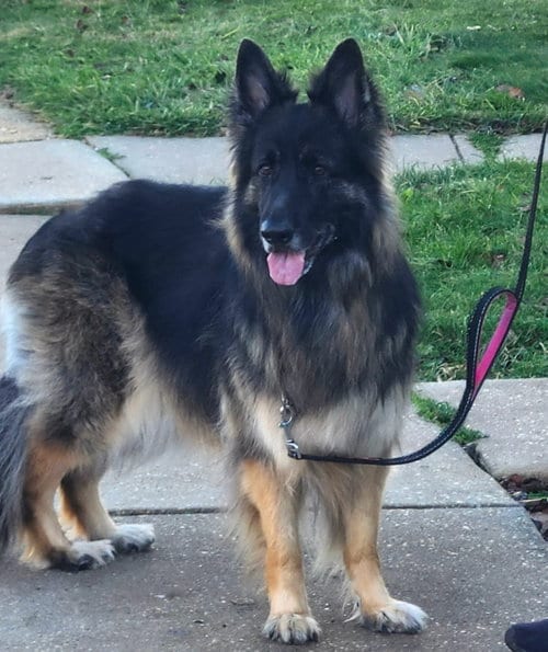 Photo of Athena, adoptable senior German Shepherd Dog in Baltimore, Maryland