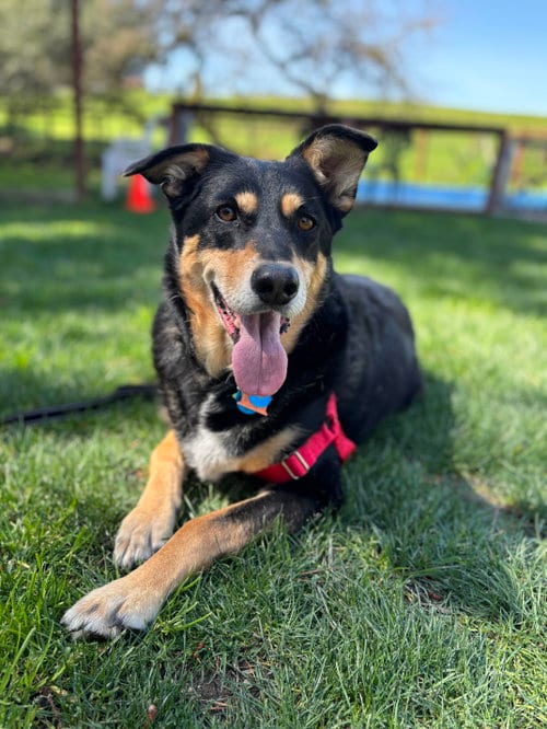 Photo of Sadie, adoptable senior Unknown breed (medium coat) in Petaluma, California