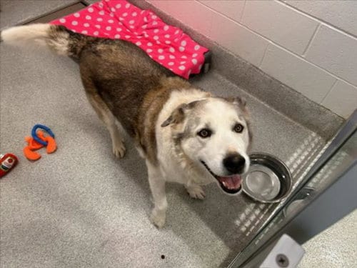 Photo of Nanuke, adoptable senior Alaskan Malamute in Fort Collins, Colorado